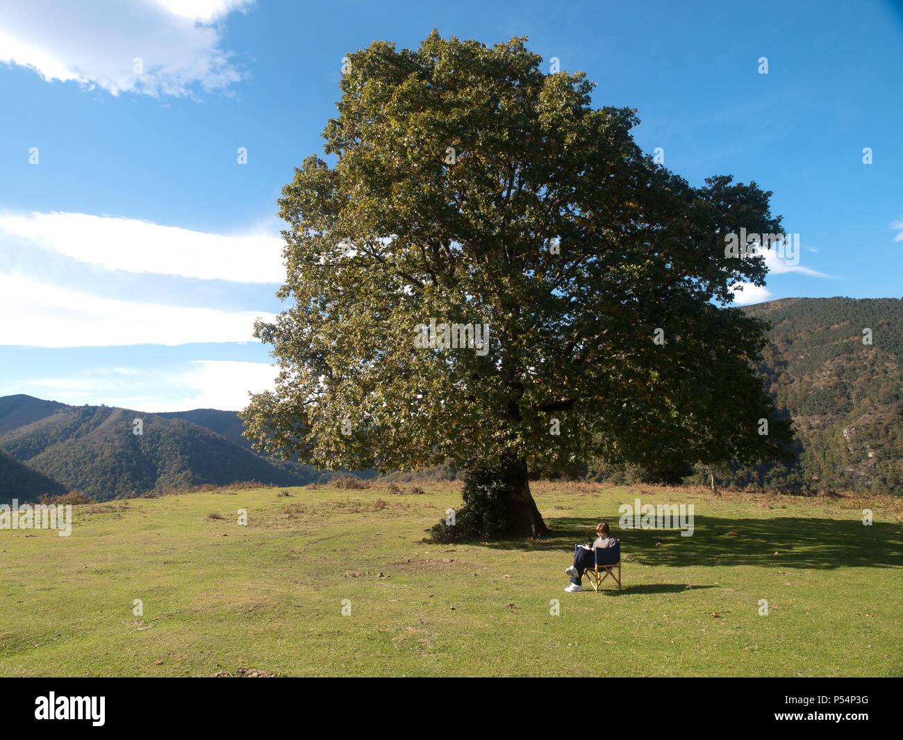 CANTABRIA. PARQUE NATURAL DE SAJA BESAYA. Mujer leyendo al lado de un ROBLE ALBAR. (Quercus petraea). Cantabria. España. Stock Photo