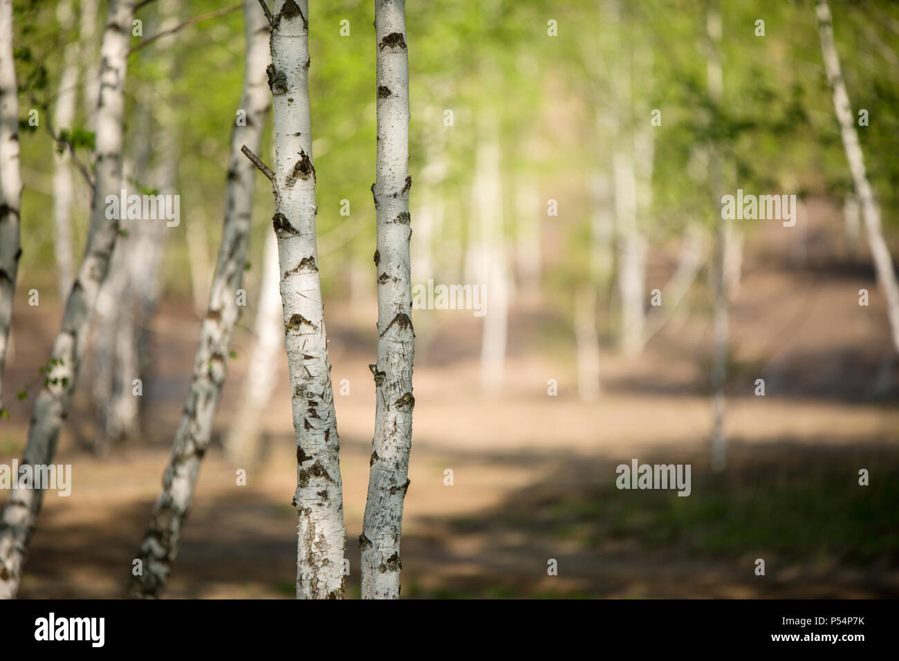 Photo of birch grove in summer Stock Photo - Alamy