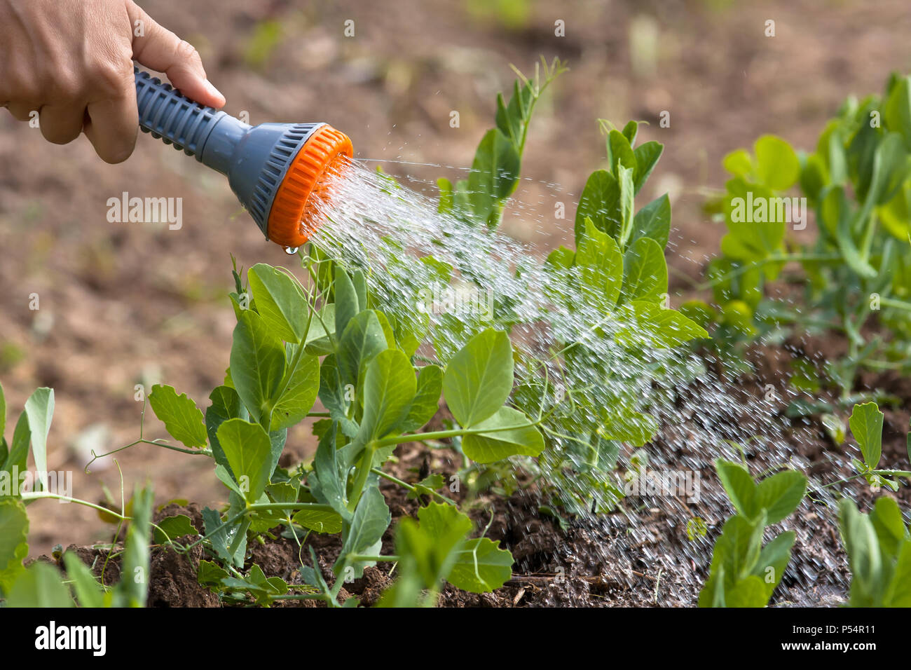 hand watering green peas in the vegetable garden, closeup Stock Photo Alamy