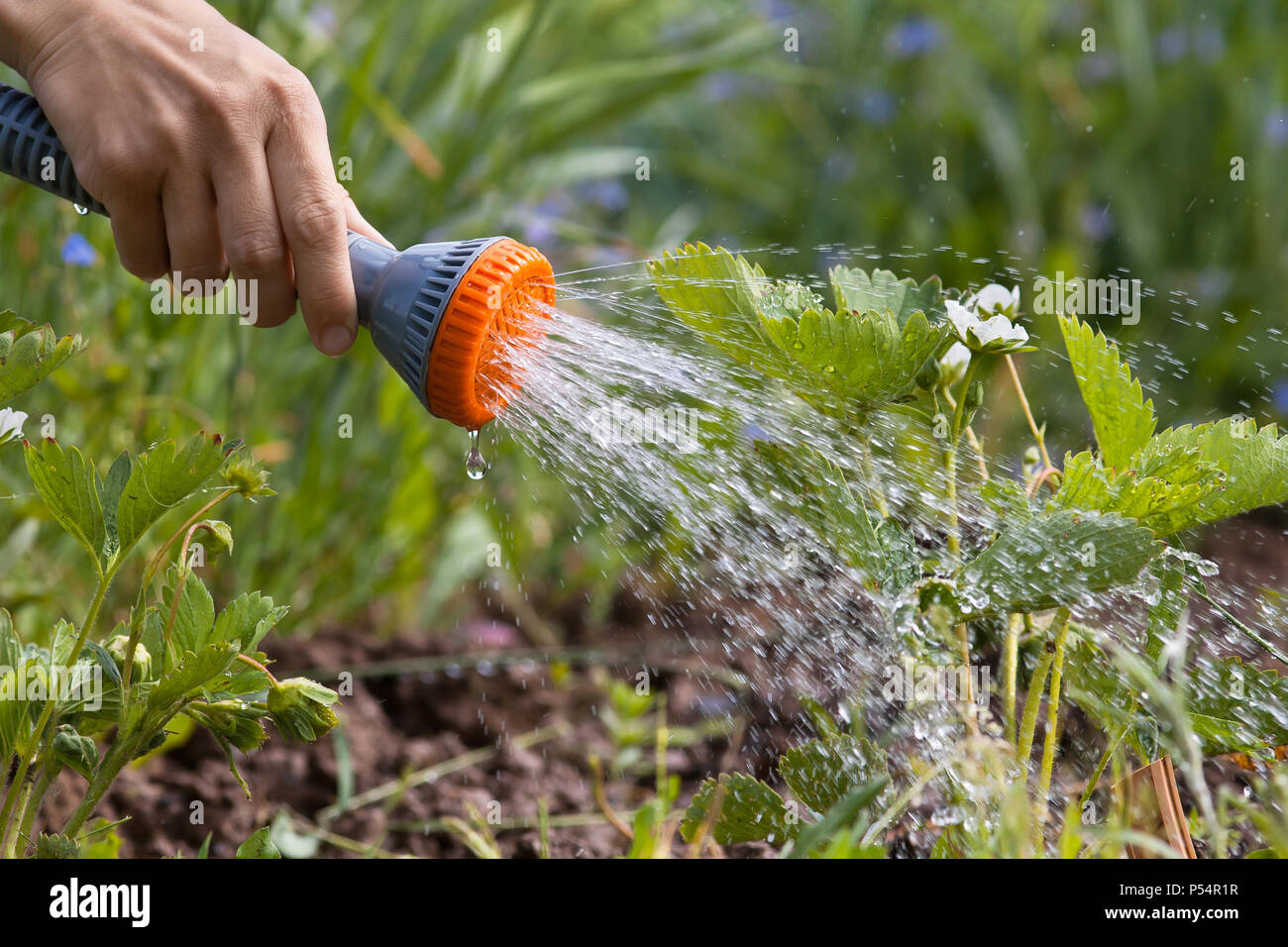распылитель для полива газона. опрыскивание растений. полив растений. полив клумб. спринклерная система полива газона.