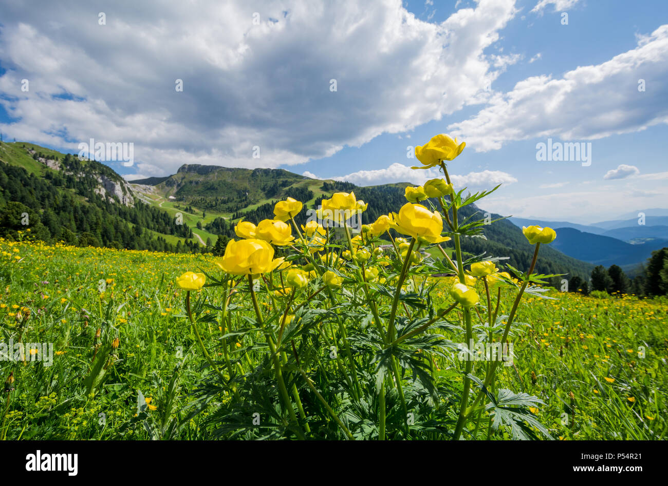 Trollius altissimus yellow mountain flowers in bloom. alpine amazing flowers on meadow. Stock Photo