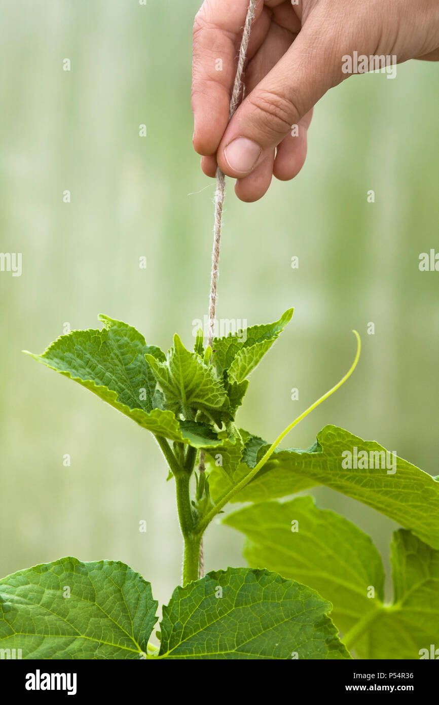 hand of gardener with tied cucumber in the hothouse, closeup Stock Photo