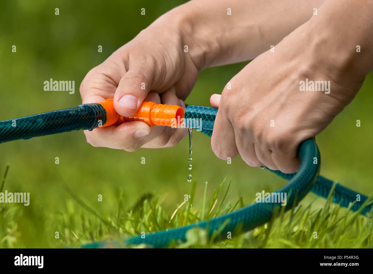 hands connected garden hose for watering lawn or garden Stock Photo Alamy