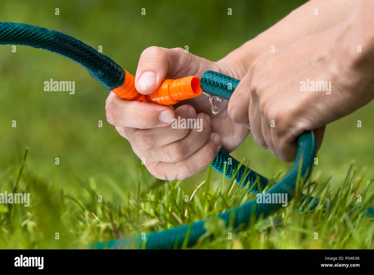hands connecting garden hoses for irrigation lawn Stock Photo