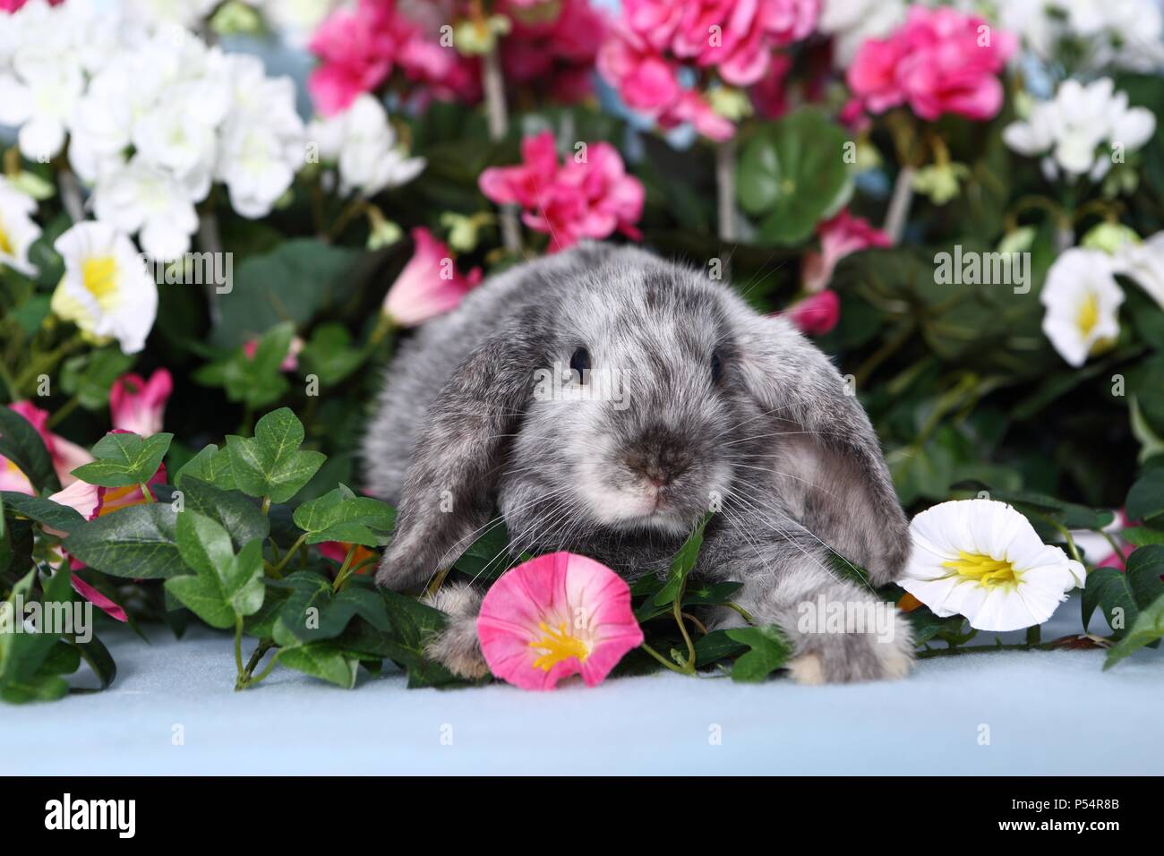 Mini Lop Stock Photo