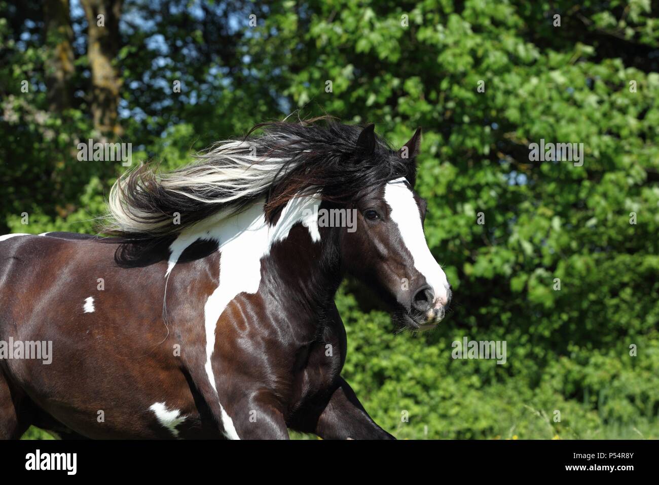 Irish Tinker Portrait Stock Photo Alamy