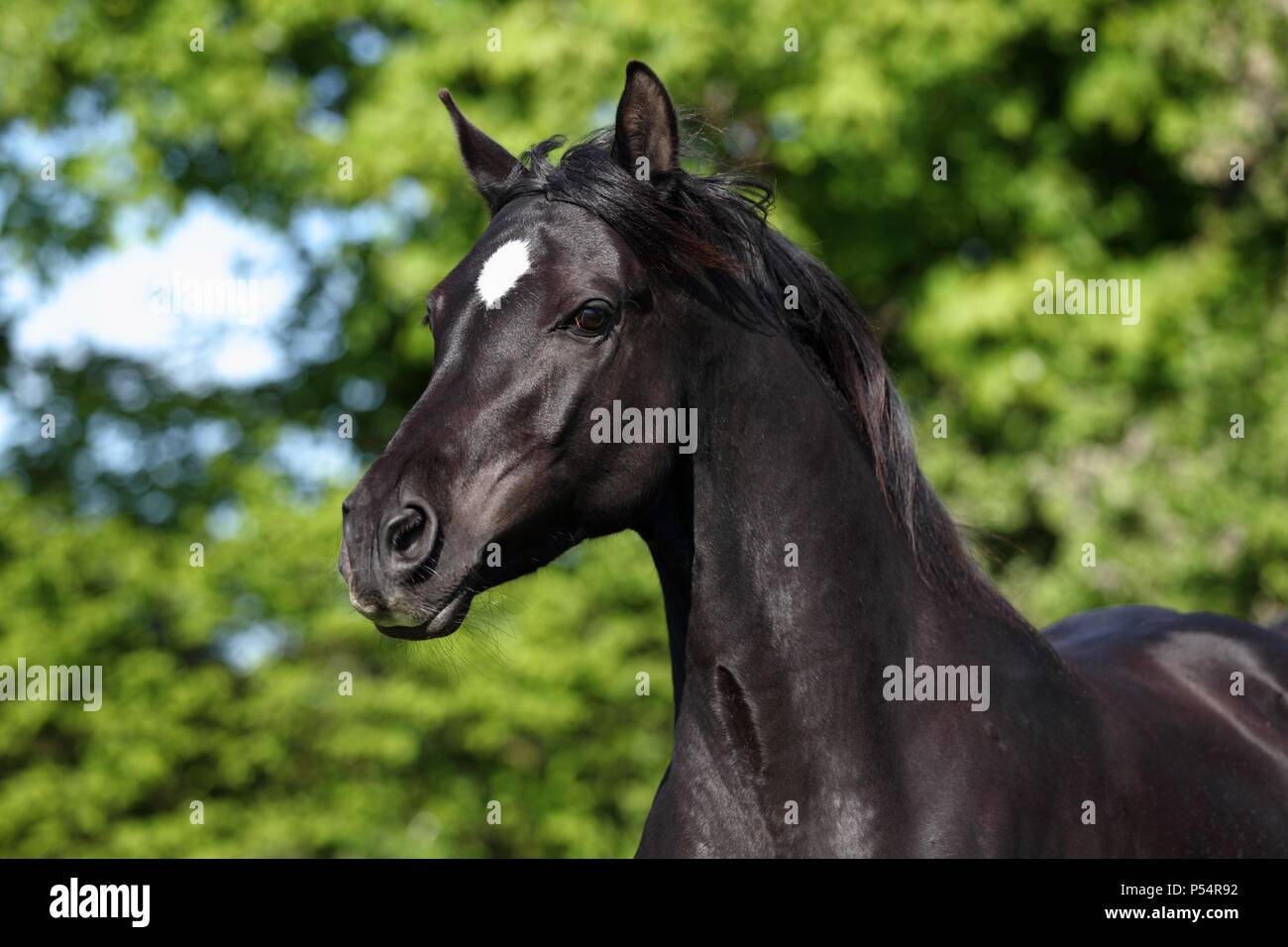 Black arabian horse hi-res stock photography and images - Alamy