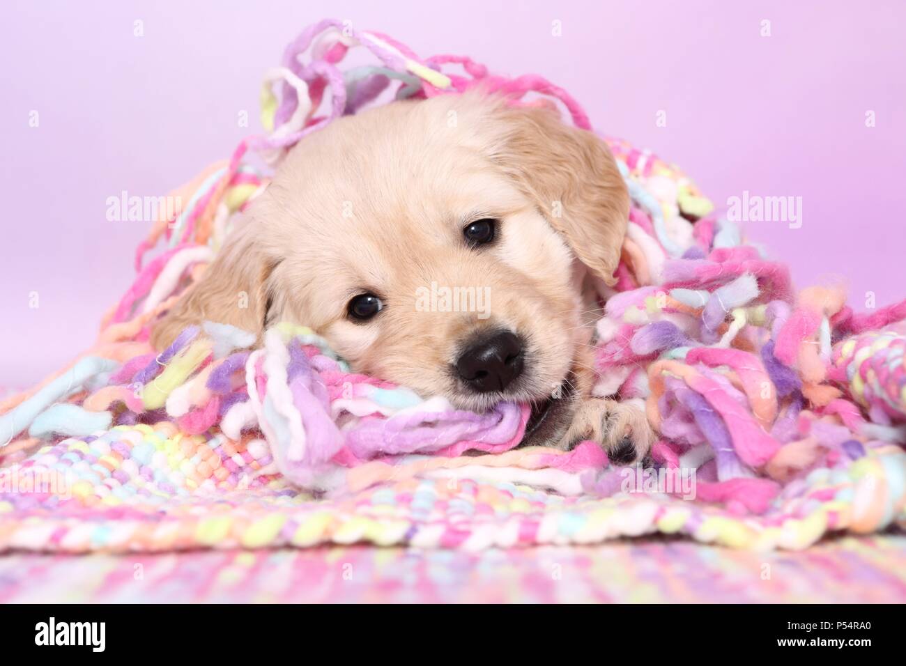 Golden Retriever Puppy Stock Photo Alamy