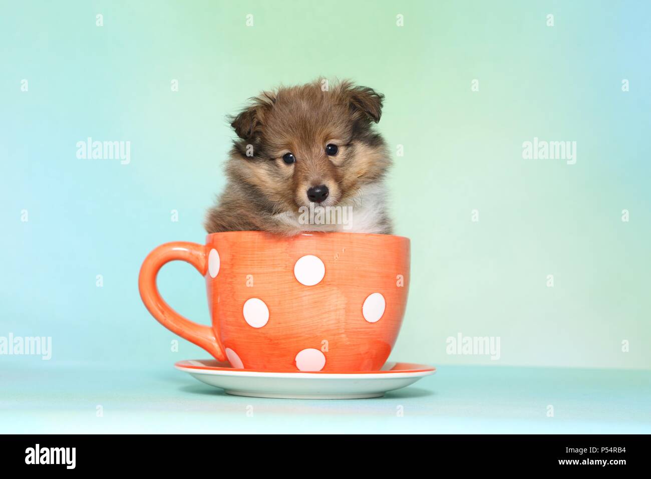 teacup sheltie