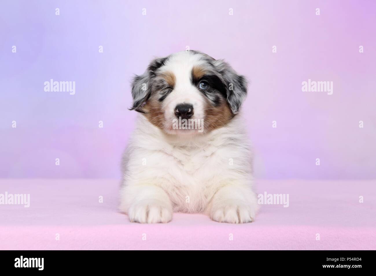 Australian Shepherd Puppy Stock Photo Alamy