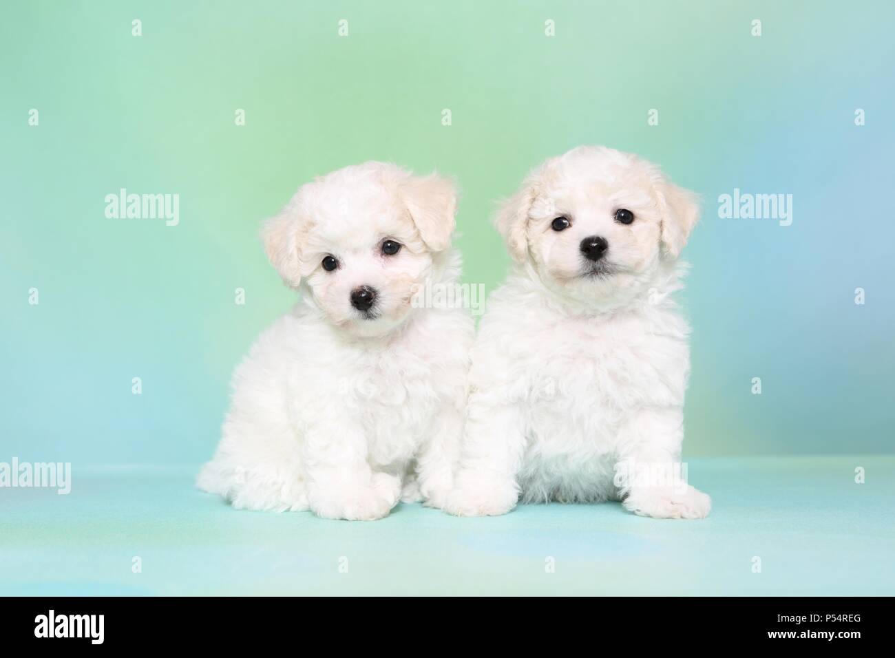 Bichon Frise Puppies Stock Photo