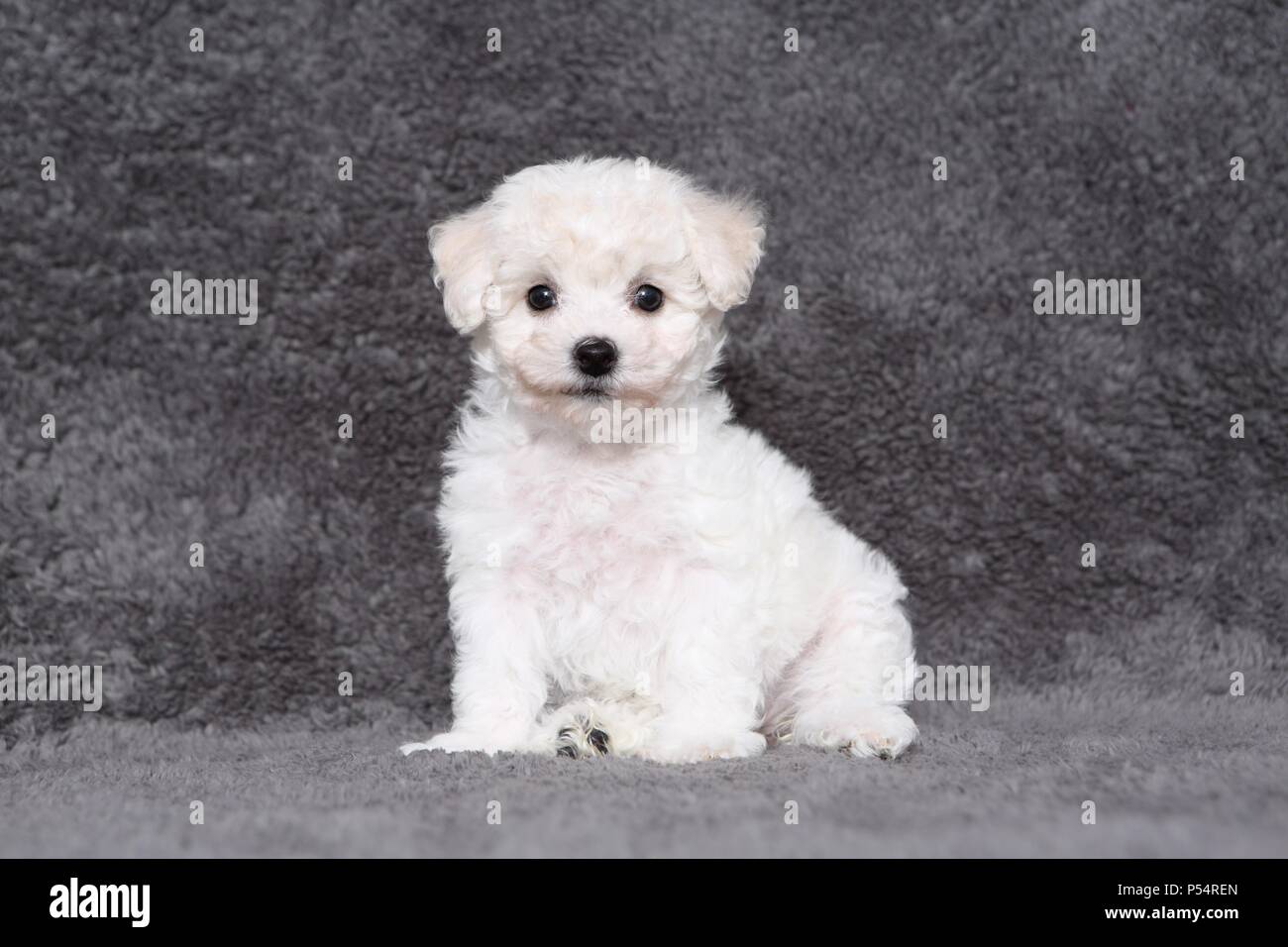 Bichon Frise Puppy Stock Photo
