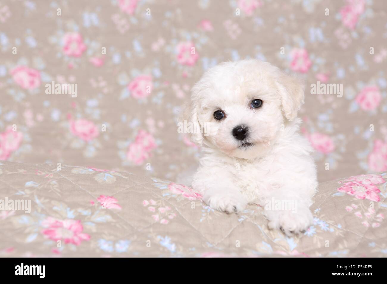 Bichon Frise Puppy Stock Photo