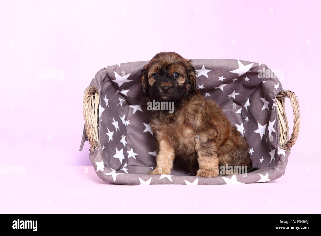 Cockapoo side view hi-res stock photography and images - Alamy