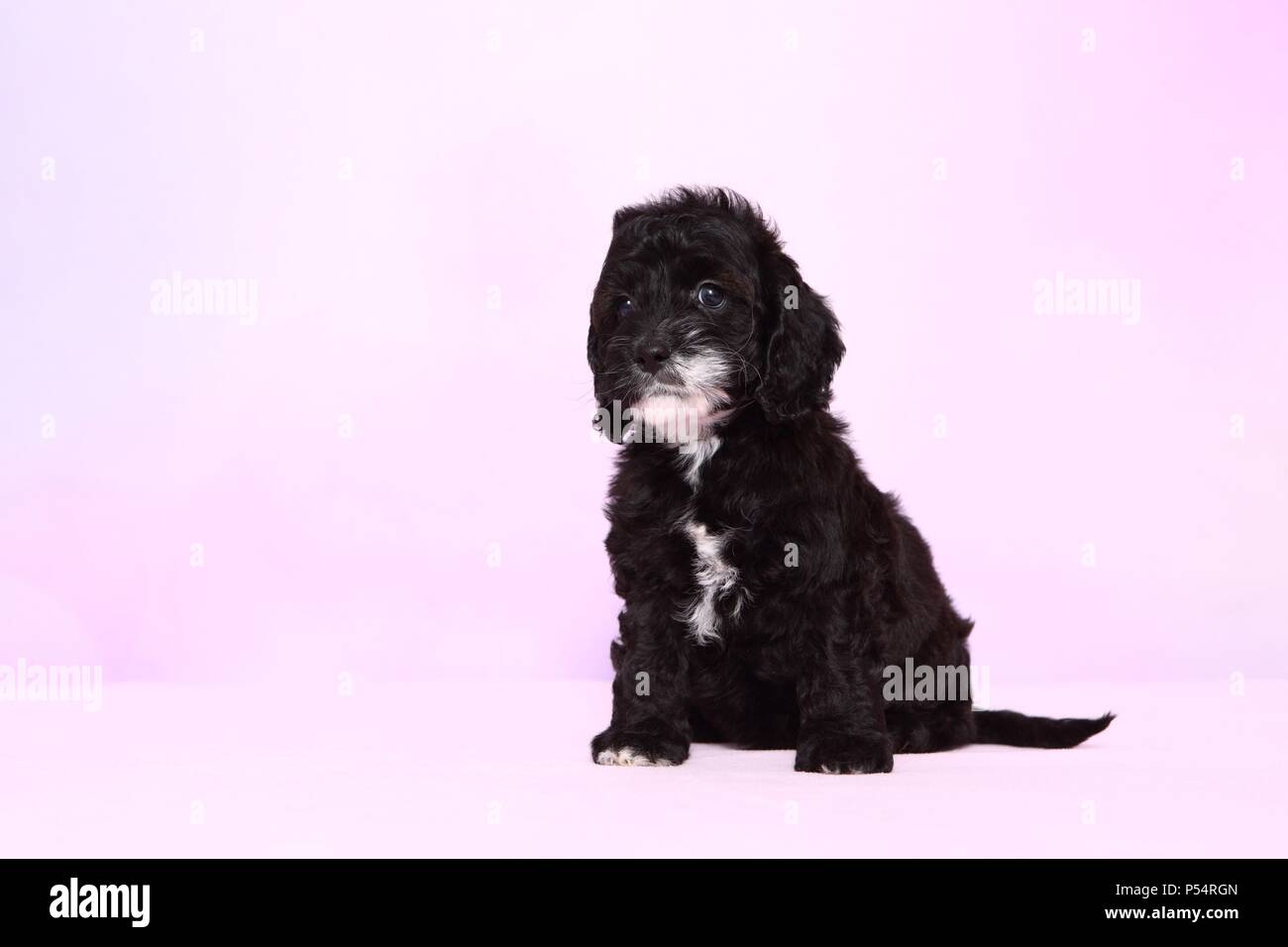 Cockapoo cockerpoo dogs pets hi-res stock photography and images - Alamy