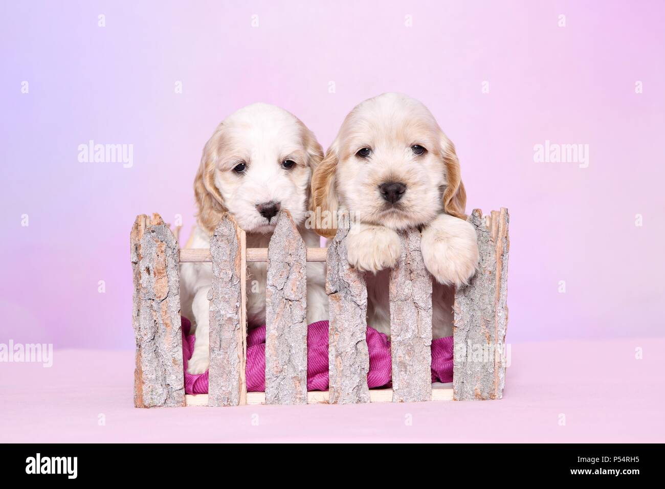 Cockerpoo Puppies Stock Photo