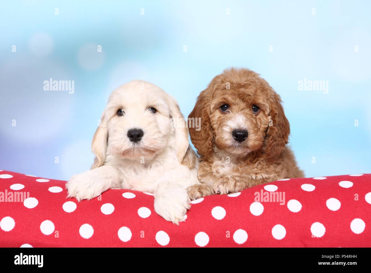 Two cockapoo puppies hi-res stock photography and images - Alamy