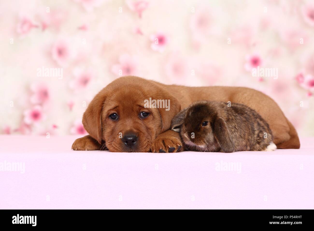Labrador Retriever puppy and bunny Stock Photo Alamy