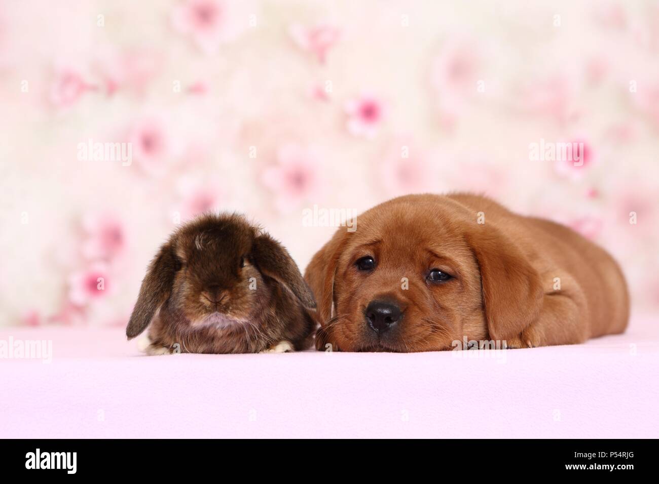 Labrador Retriever puppy and bunny Stock Photo Alamy