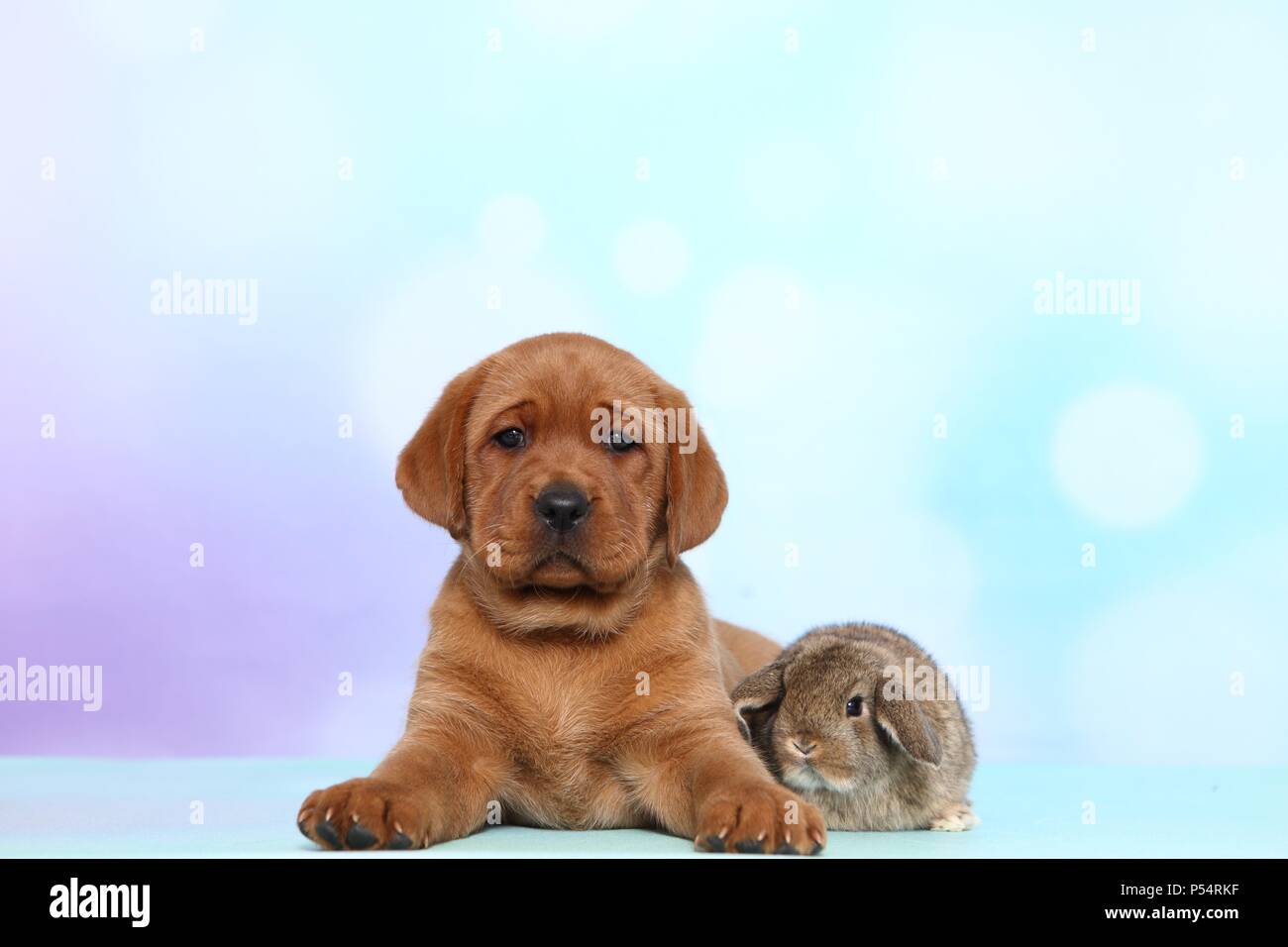 Labrador Retriever puppy and bunny Stock Photo Alamy