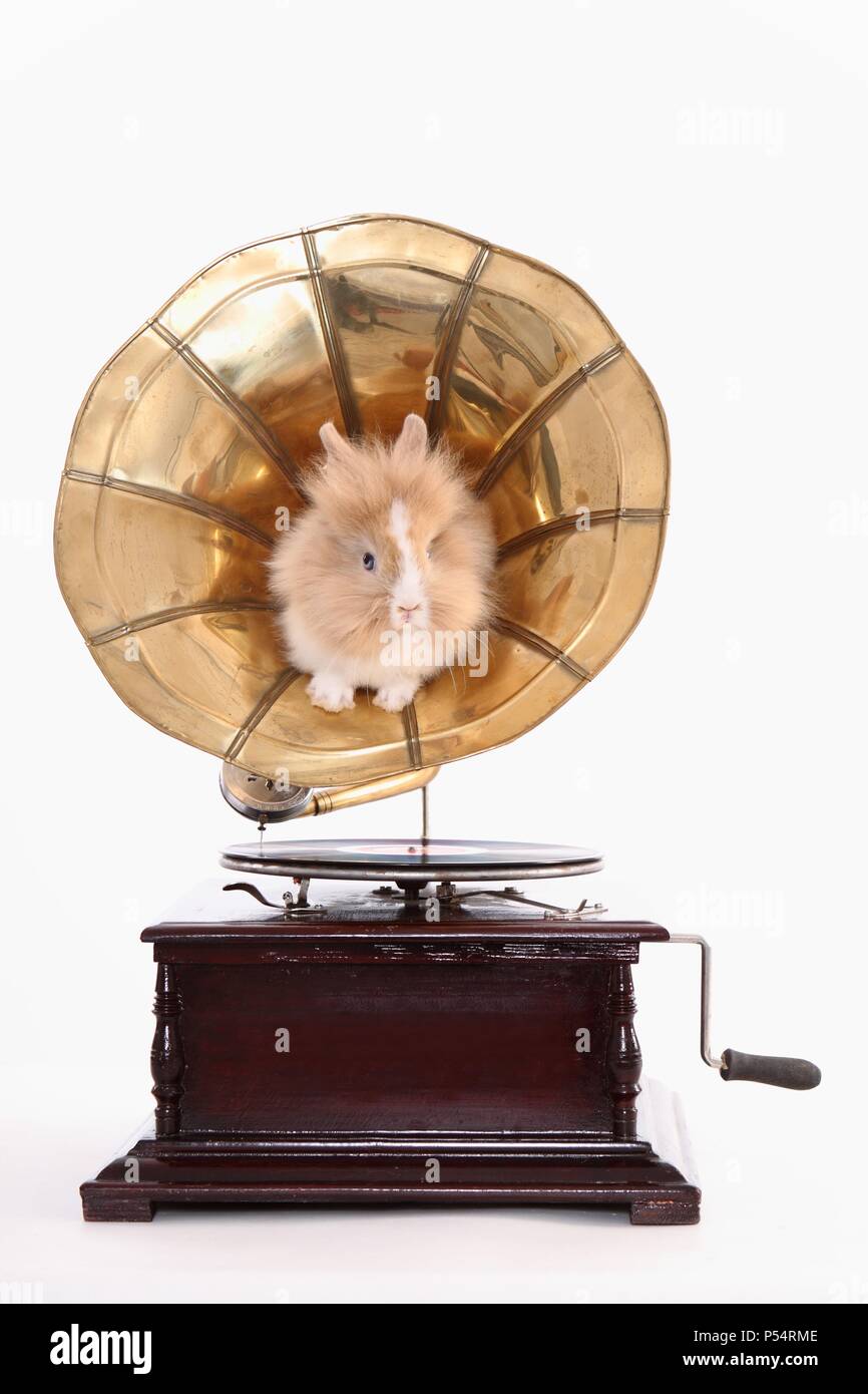 young lion-headed rabbit Stock Photo