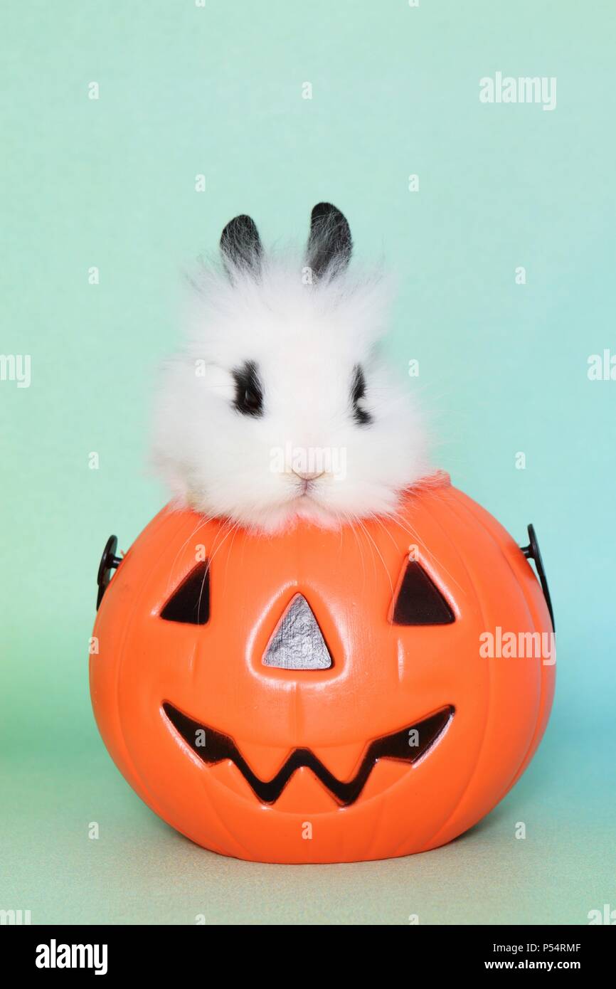 young lion-headed rabbit Stock Photo