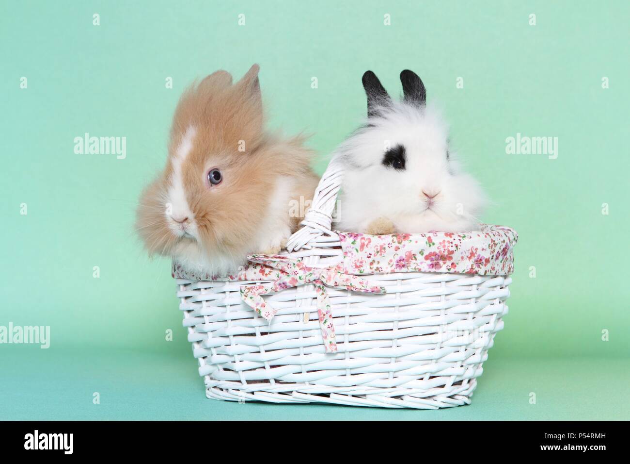 young lion-headed rabbits Stock Photo