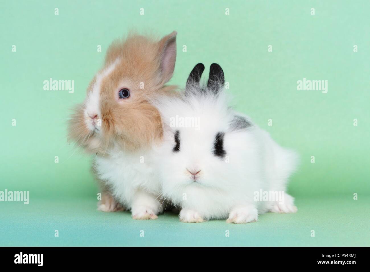 young lion-headed rabbits Stock Photo