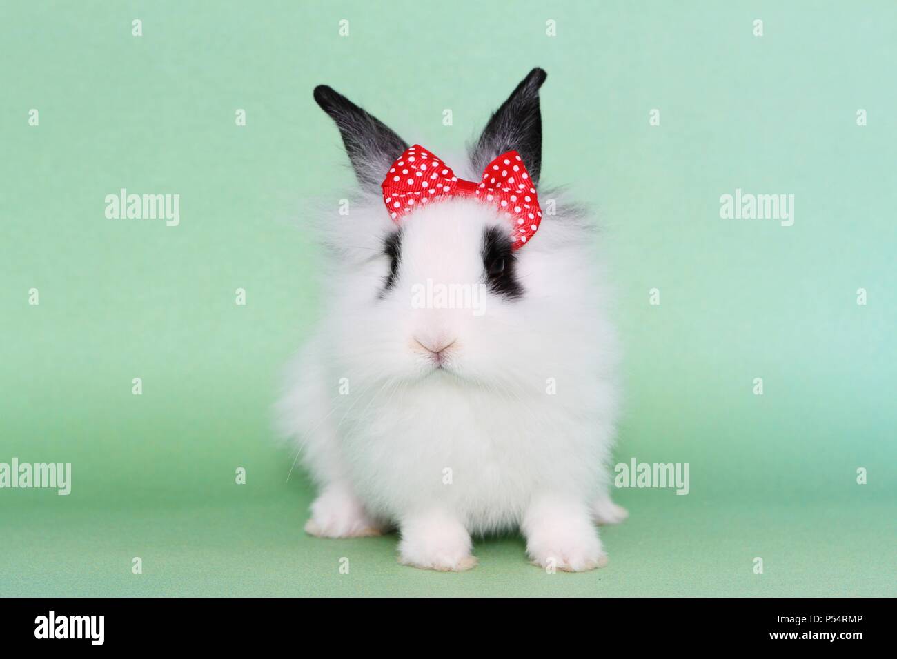 young lion-headed rabbit Stock Photo