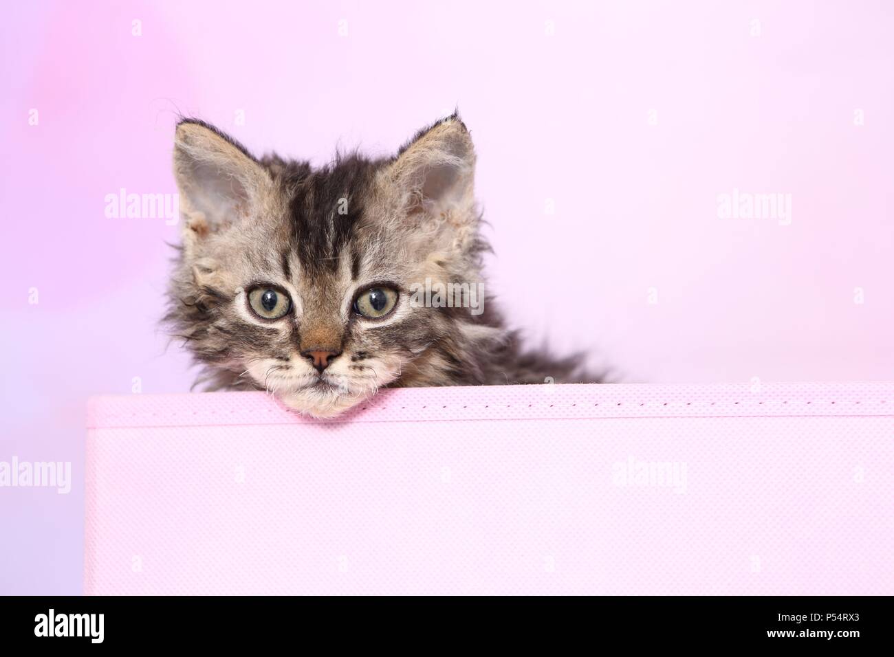 Selkirk Rex Kitten Stock Photo - Alamy