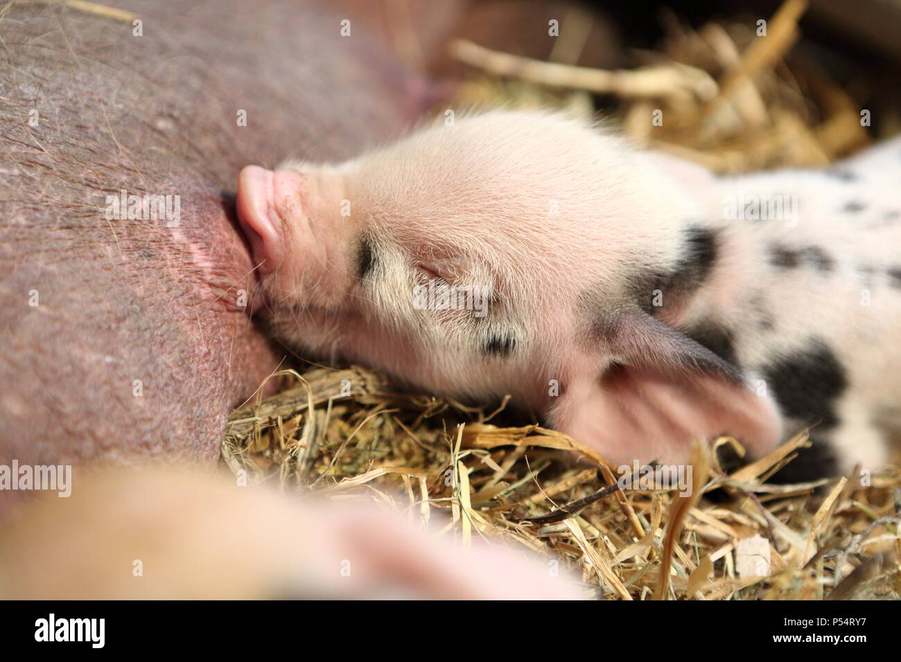 baby pig Stock Photo