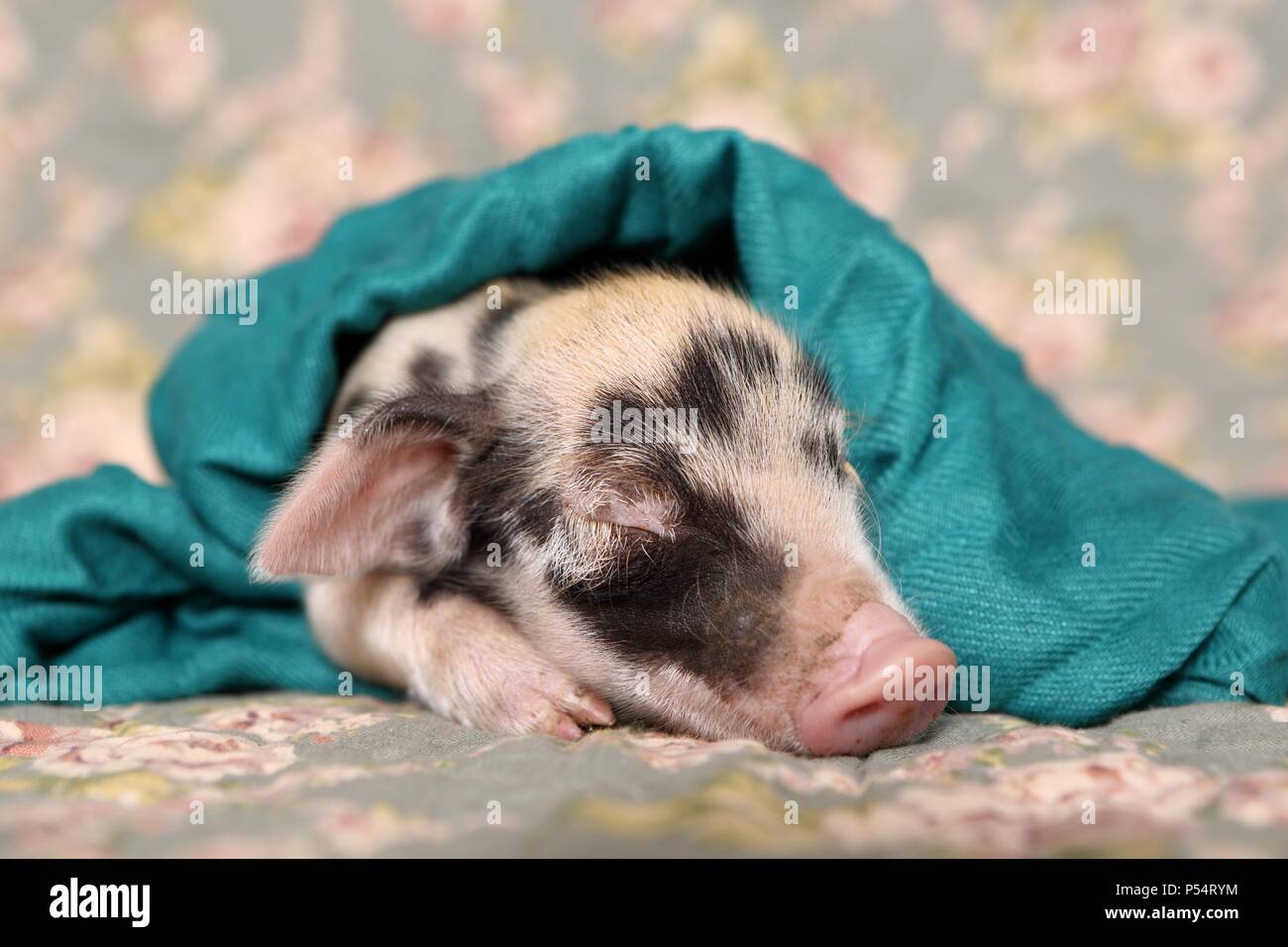 Baby pig hires stock photography and images Alamy