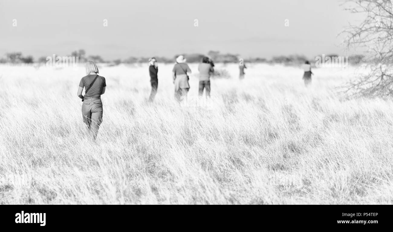 in   ethiopia africa  in the  national park tourist looking for wild animals Stock Photo