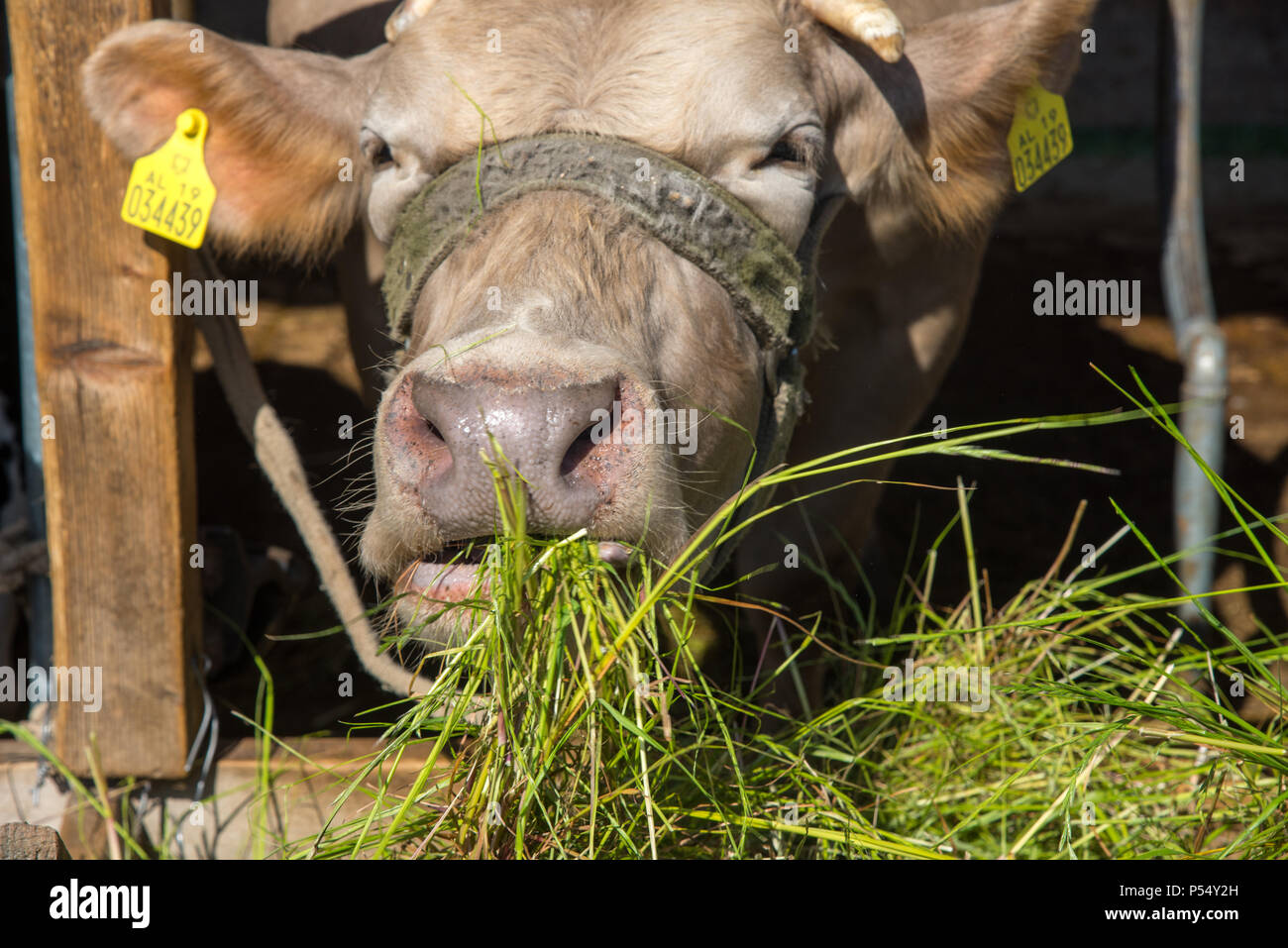 eating cow at farm in Fishte, Albania Stock Photo