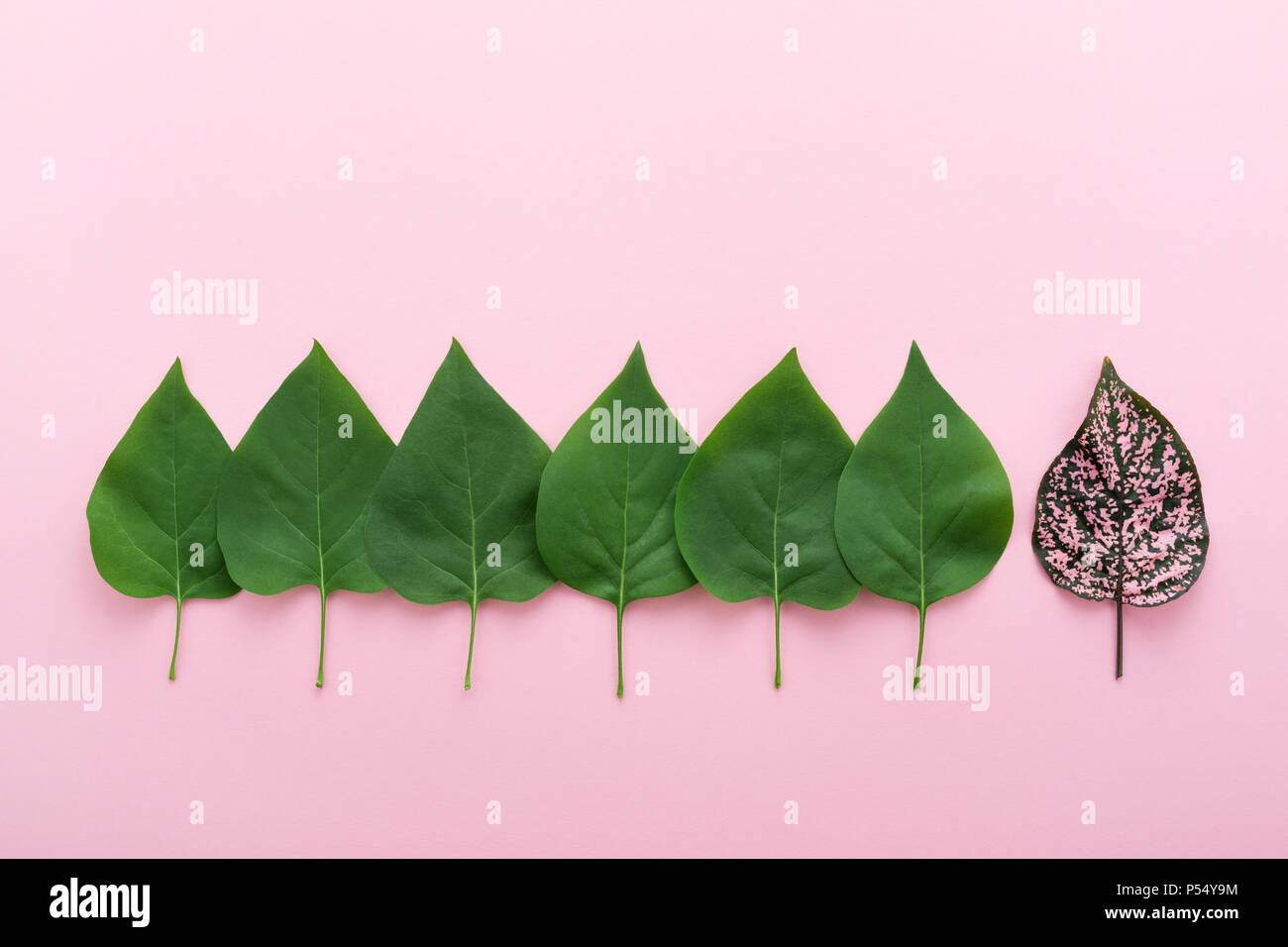 Group of green leaves and outstanding one on pink. Leader & team or followers concept. Minimal, copy space. Stock Photo