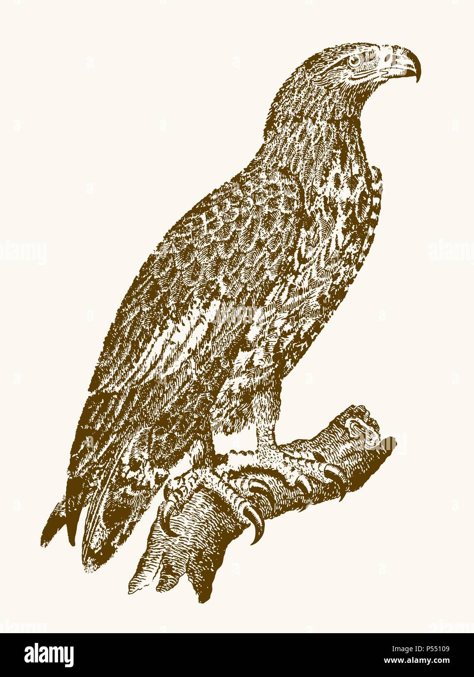White-tailed eagle or gray sea eagle (haliaeetus albicilla) in profile view sitting on a branch. Illustration after a vintage engraving from the 19th Stock Vector