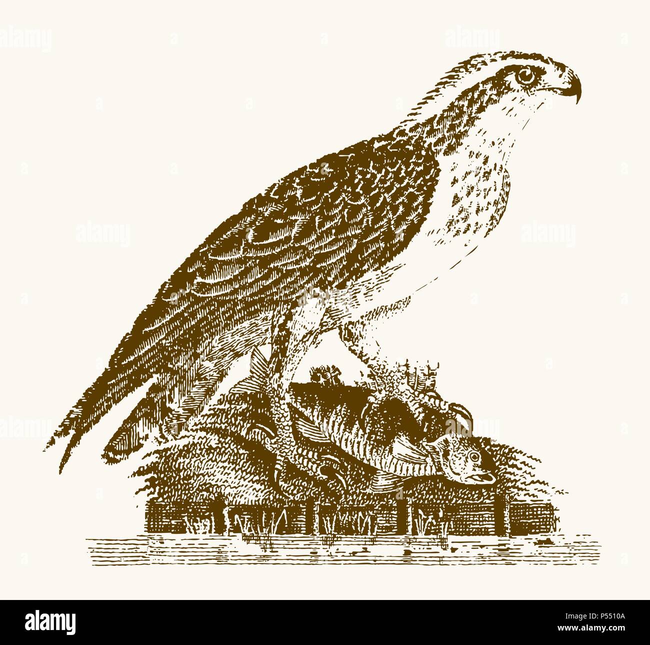 Osprey or sea hawk (pandion haliaetus) with a captured fish sitting on a shore of a water. Illustration after a vintage engraving from the 19th centur Stock Vector