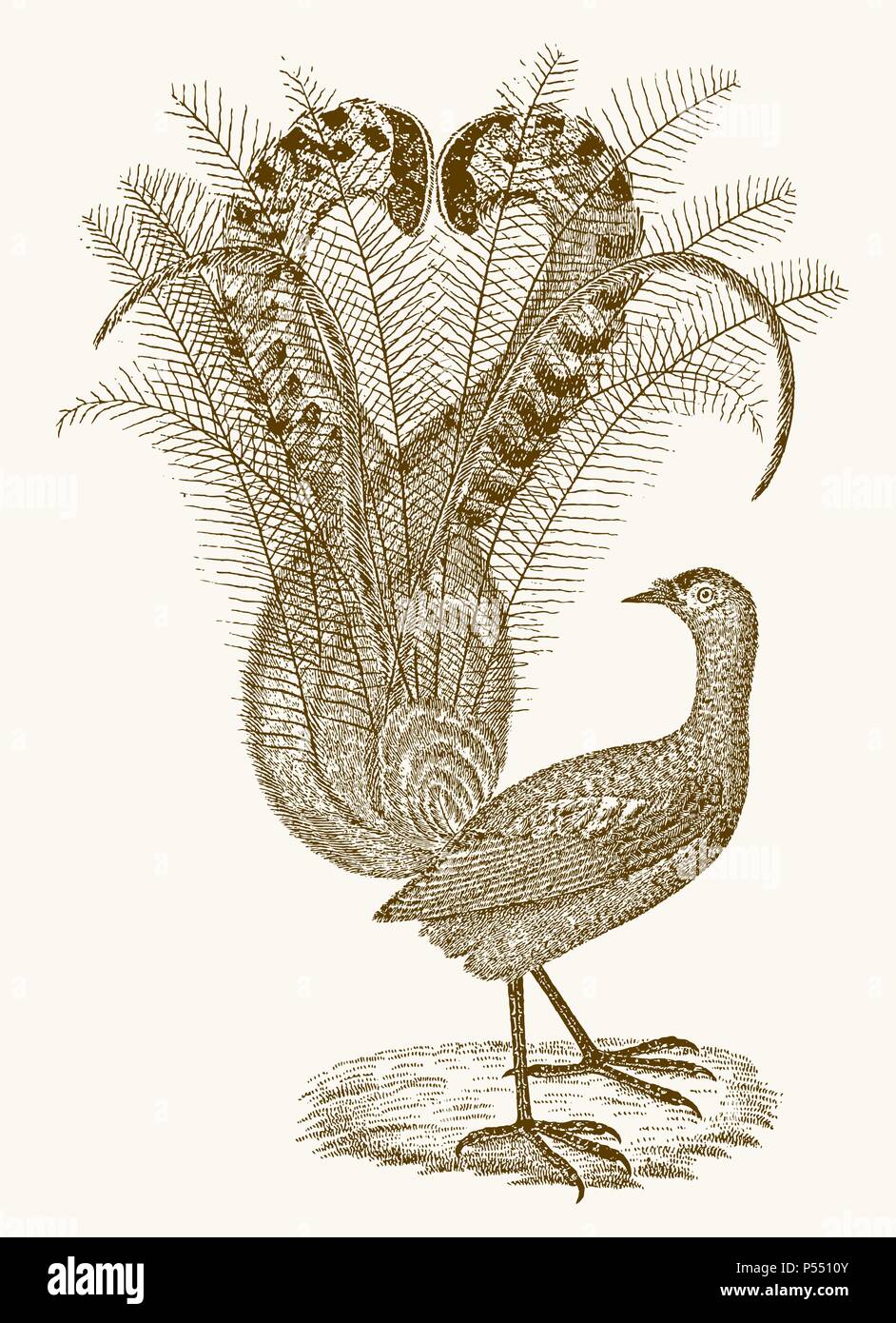 Superb lyrebird (menura novaehollandiae) with an elaborate tail. Illustration after a vintage engraving from the 19th century Stock Vector