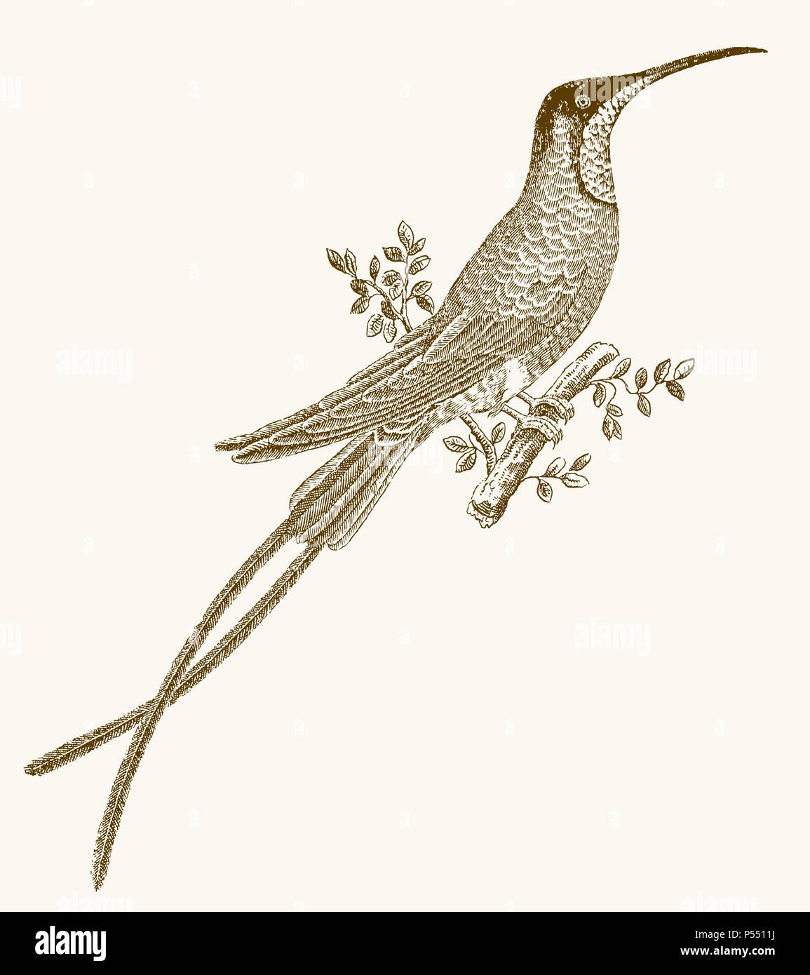 Crimson topaz (topaza pella) hummingbird with long tail feathers sitting on a branch. Illustration after a vintage engraving from the 19th century Stock Vector