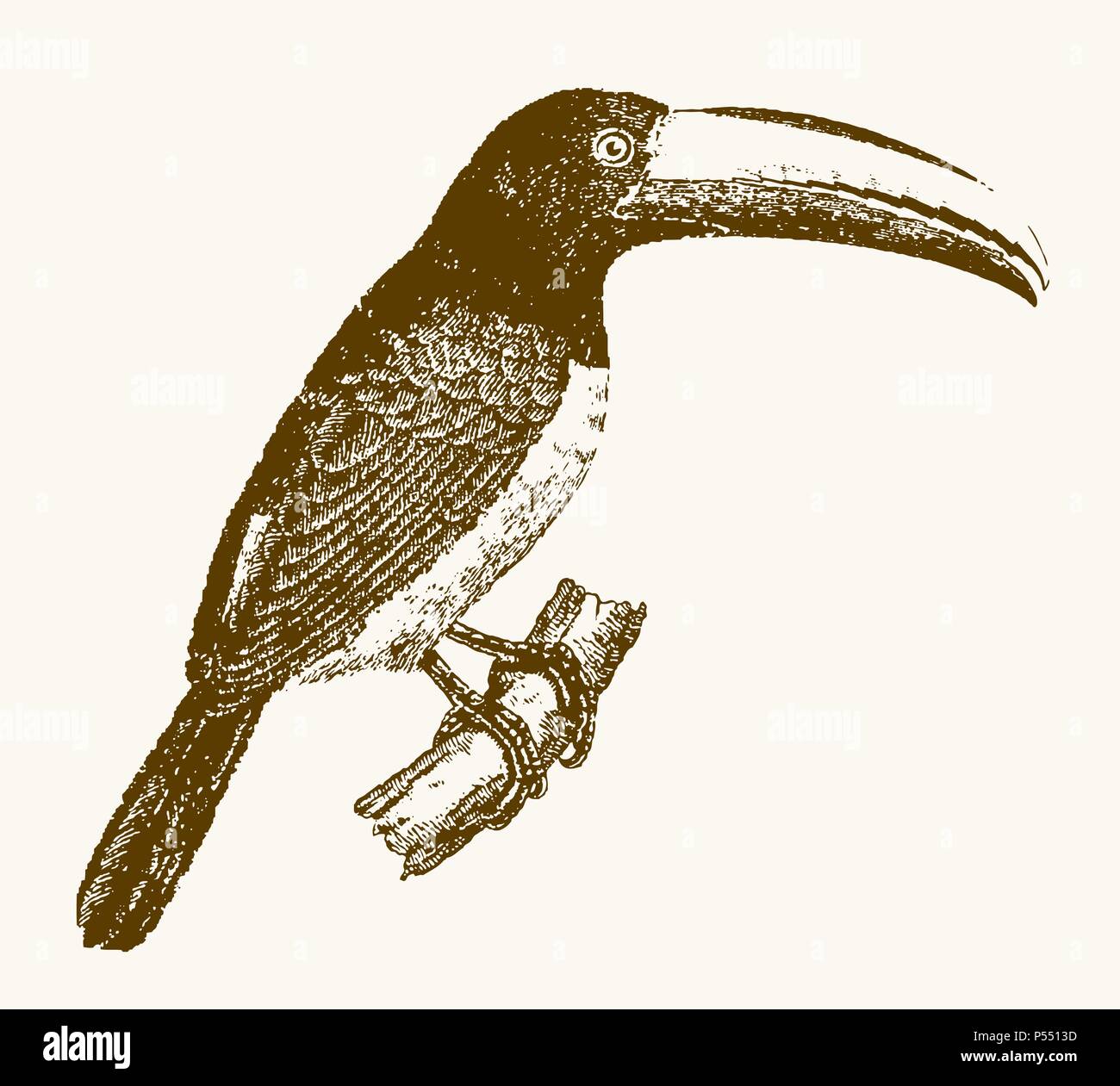 Aracari sitting on a branch. Illustration after a vintage engraving from the 19th century Stock Vector