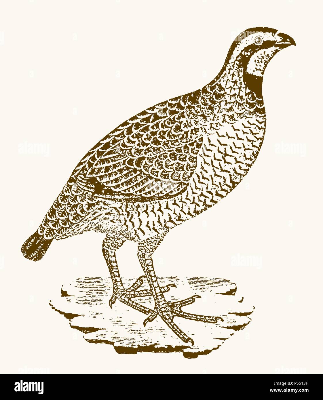 Rock partridge (alectoris graeca) sitting on a rocky ground. Illustration after a vintage engraving from the 19th century Stock Vector