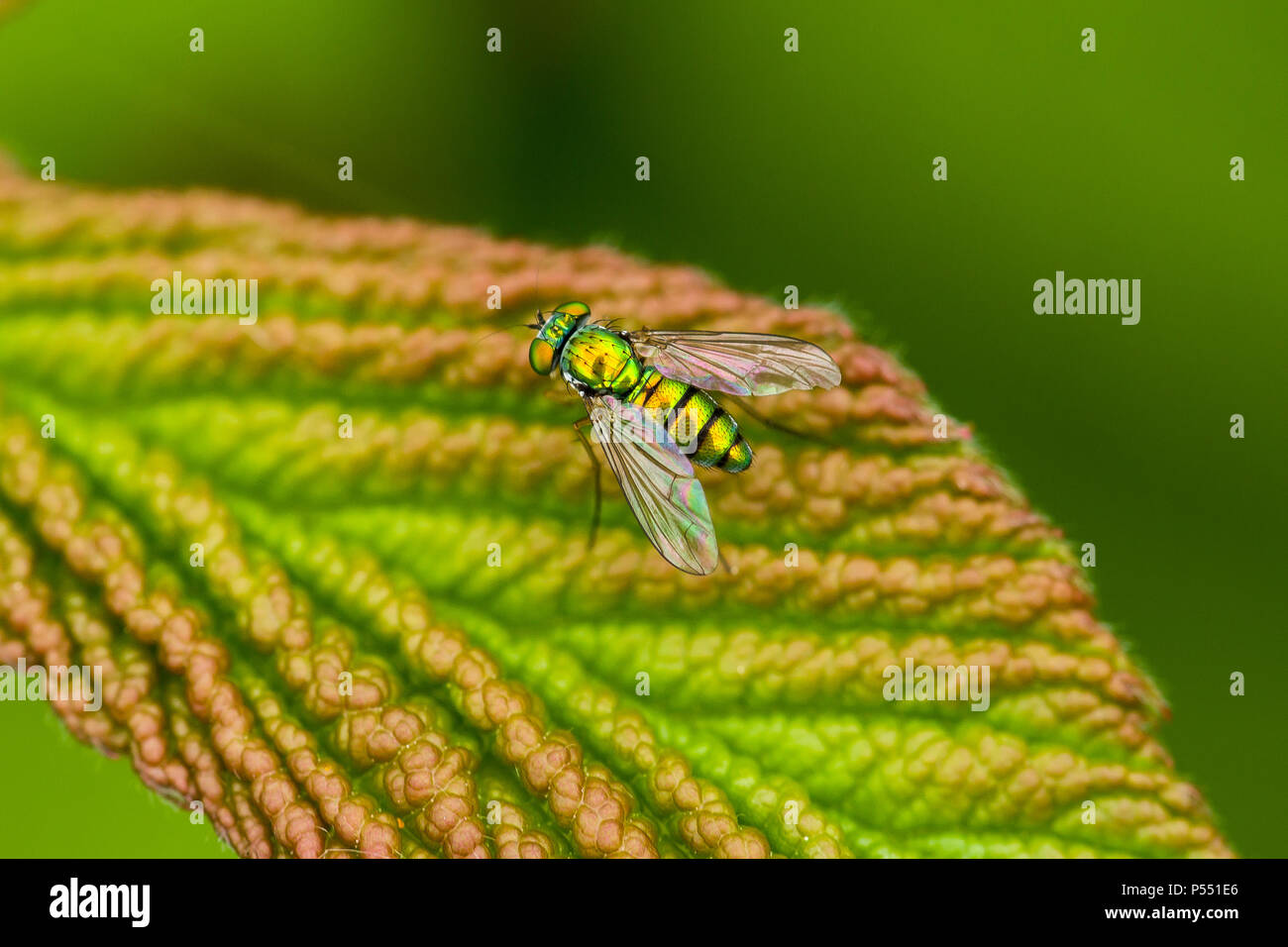 Long-legged fly ( Condylostylus sp ) on a Rubus sp leaf in early summer. Stock Photo