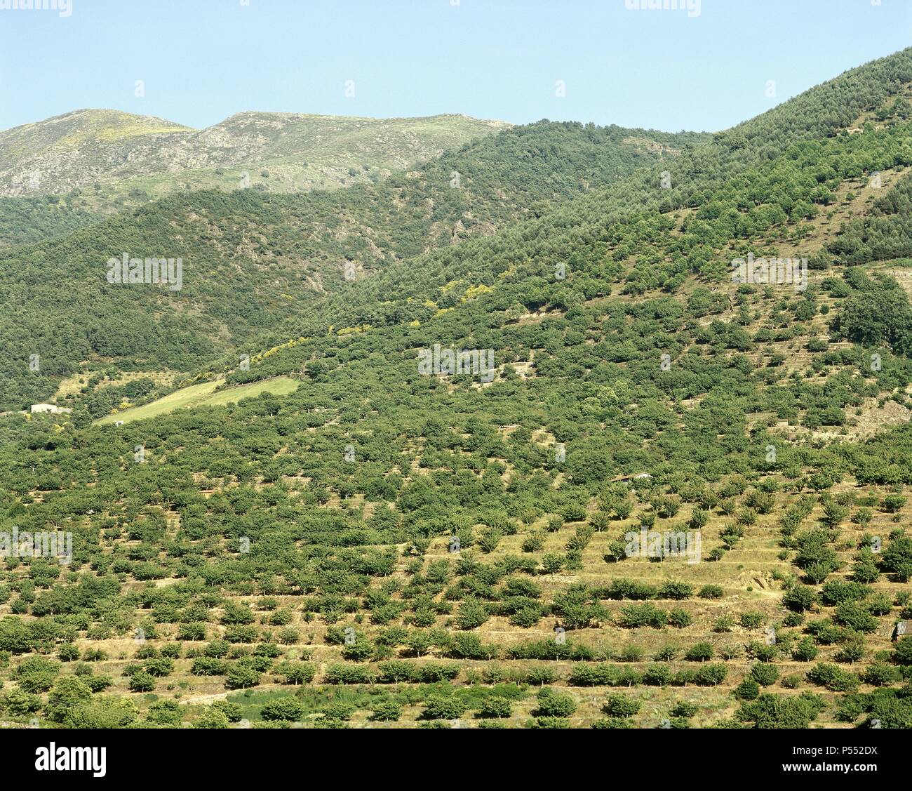 Cultivo De Cerezos En Terrazas En El Valle Del Jerte Entre