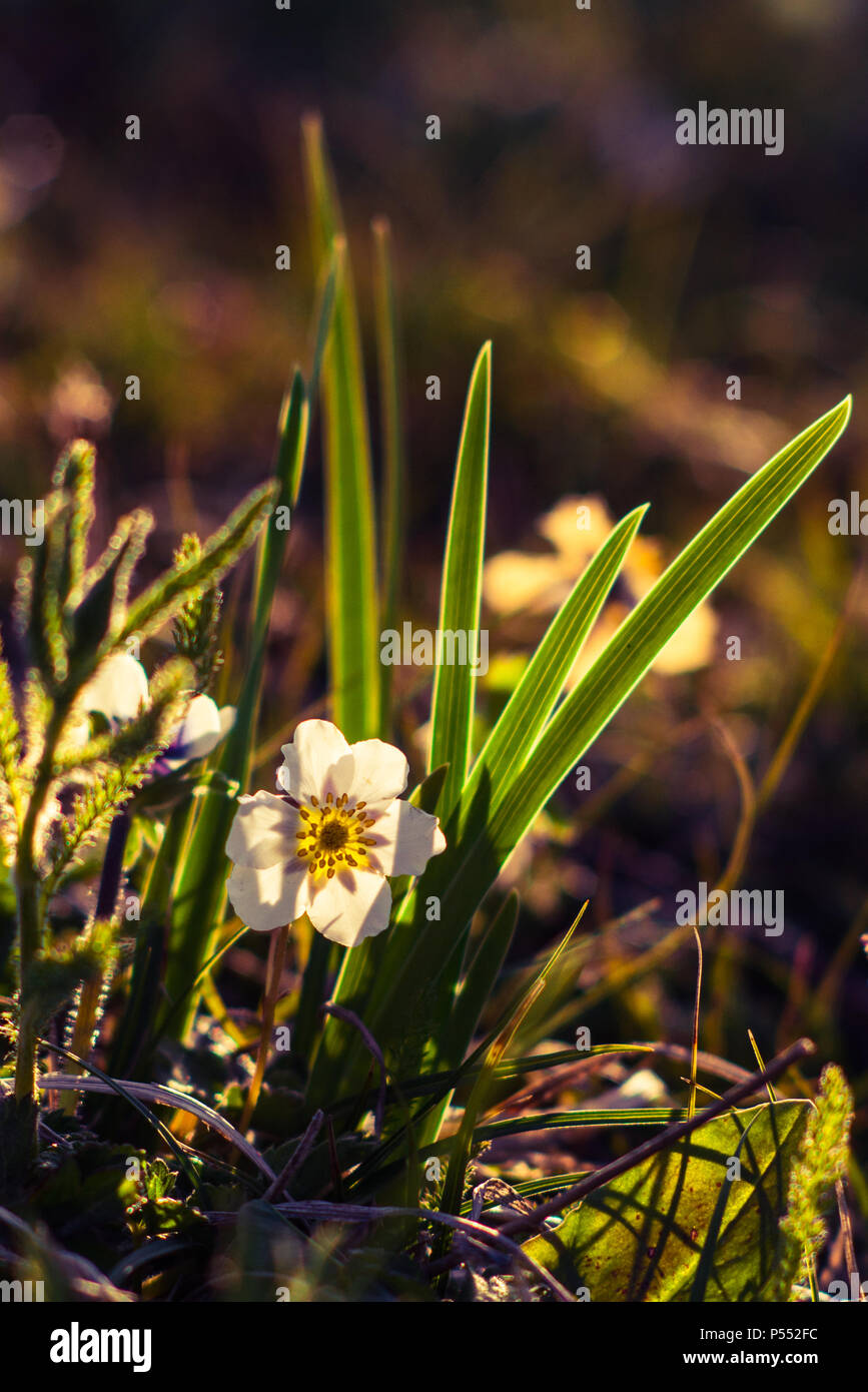 Seasonal wildflowers in Manali, during summer. Kullu valley Himachal Pradesh, India. Stock Photo