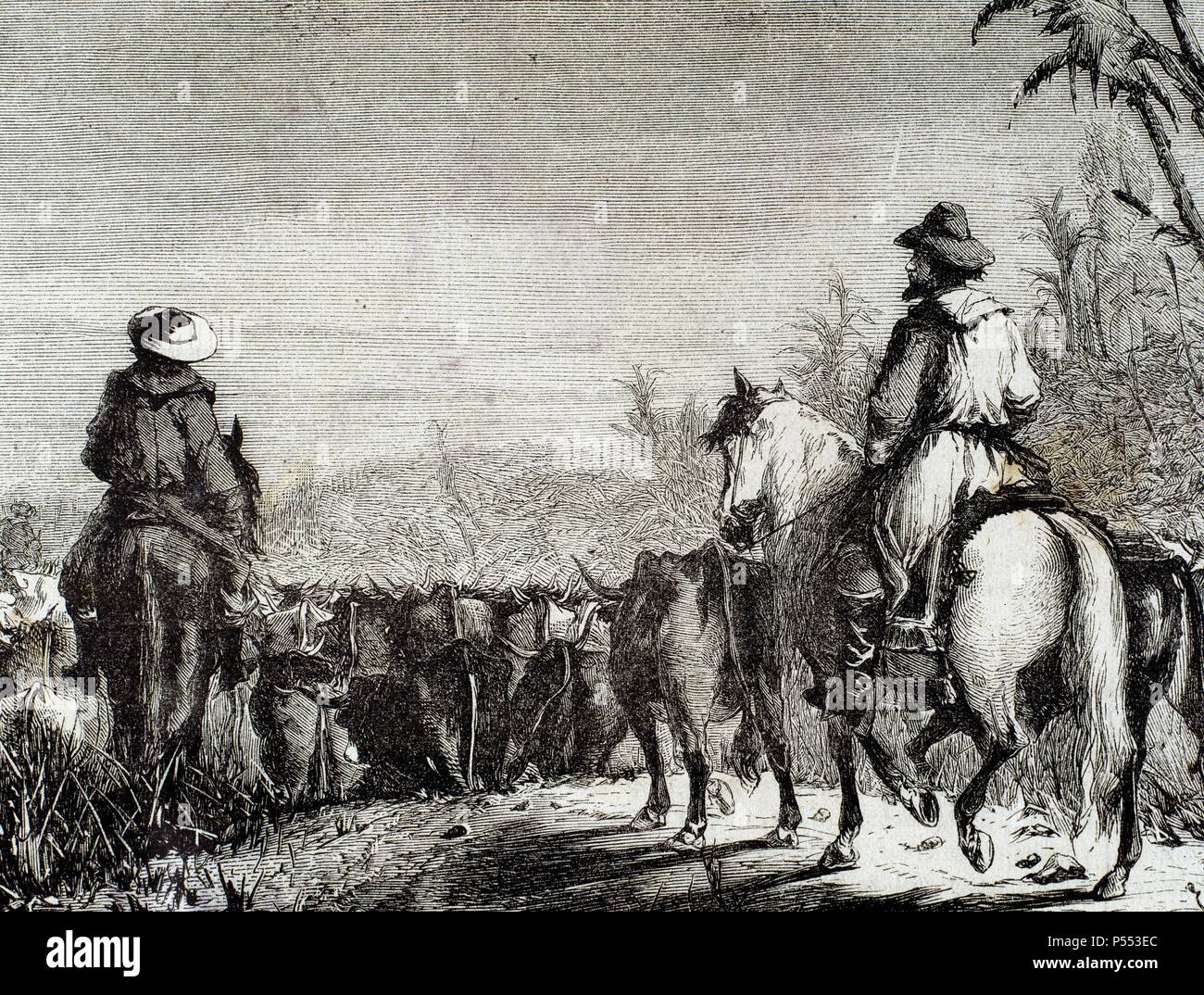 HISTORIA DE ARGENTINA. GAUCHOS CONDUCIENDO GANADO. Grabado por Capuz. 'La Ilustración Española y Americana' (año 1872) . Stock Photo