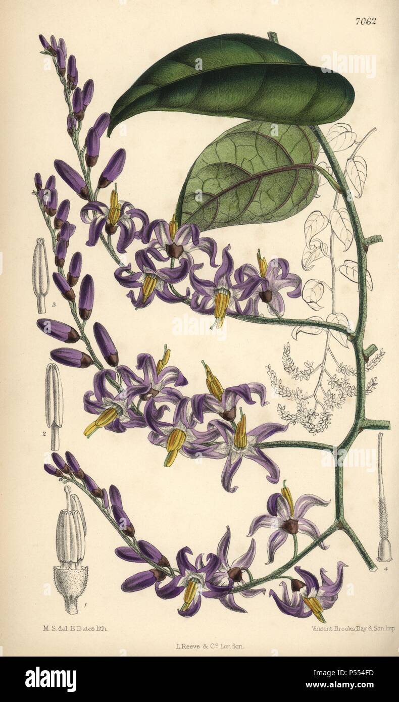 Solanum pensile, purple flower native to South America. Hand-coloured botanical illustration drawn by Matilda Smith and lithographed by E. Bates from Joseph Dalton Hooker's "Curtis's Botanical Magazine," 1889, L. Reeve & Co. A second-cousin and pupil of Sir Joseph Dalton Hooker, Matilda Smith (1854-1926) was the main artist for the Botanical Magazine from 1887 until 1920 and contributed 2,300 illustrations. Stock Photo