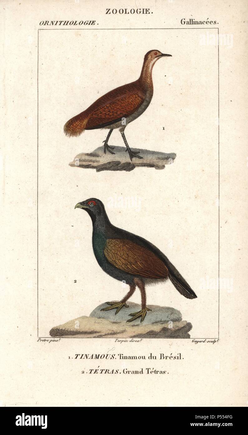Great tinamou, Tinamus major (near threatened), and western capercaillie, Tetrao urogallus. Handcoloured copperplate stipple engraving from Dumont de Sainte-Croix's 'Dictionary of Natural Science: Ornithology,' Paris, France, 1816-1830. Illustration by J. G. Pretre, engraved by Guyard, directed by Pierre Jean-Francois Turpin, and published by F.G. Levrault. Jean Gabriel Pretre (17801845) was painter of natural history at Empress Josephine's zoo and later became artist to the Museum of Natural History. Turpin (1775-1840) is considered one of the greatest French botanical illustrators of the 19 Stock Photo
