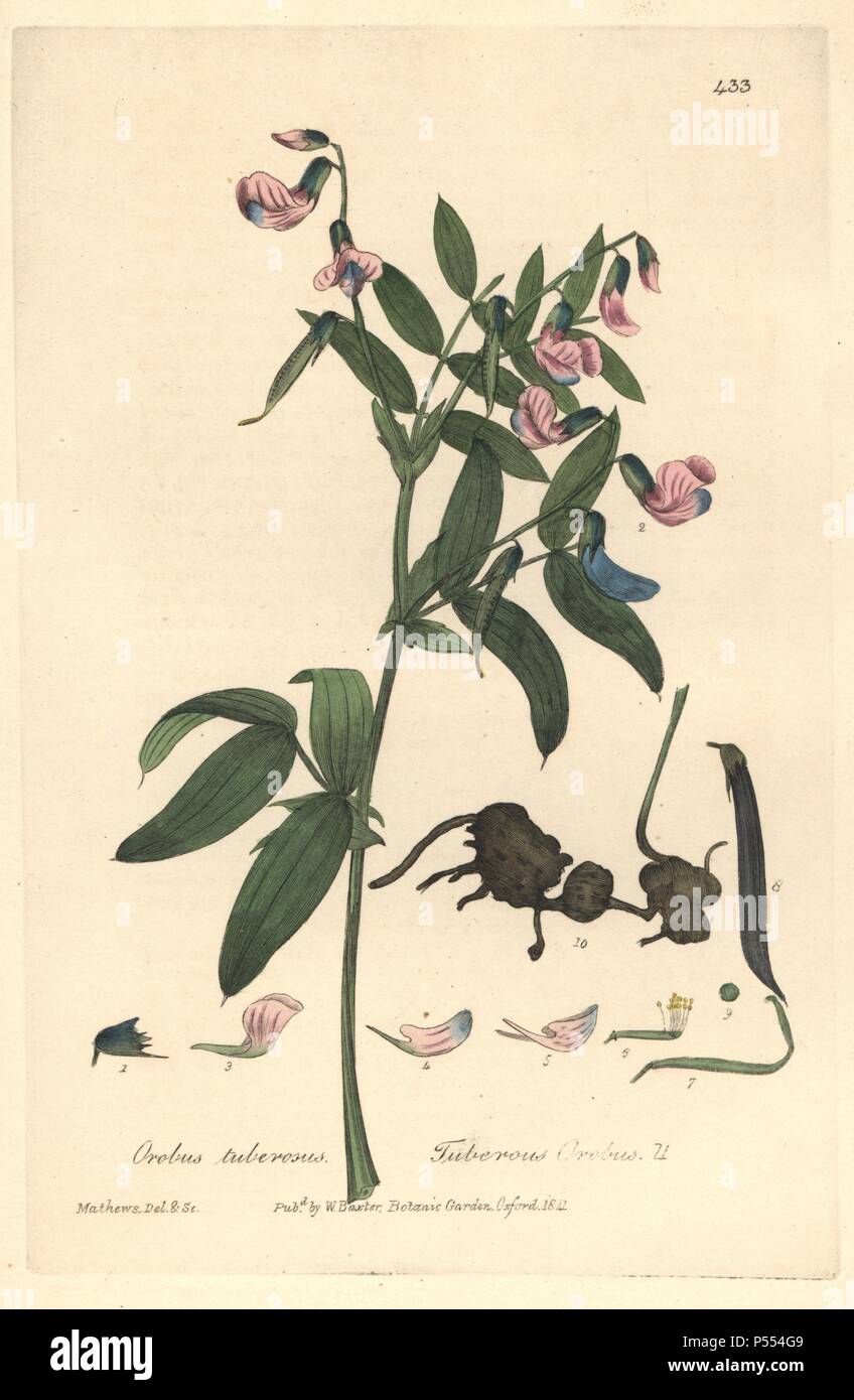 Bitter vetch or heath pea, Lathyrus linifolius, Orobus tuberosus. Handcoloured copperplate drawn and engraved by Charles Mathews from William Baxter's 'British Phaenogamous Botany,' Oxford, 1841. Scotsman William Baxter (1788-1871) was the curator of the Oxford Botanic Garden from 1813 to 1854. Stock Photo