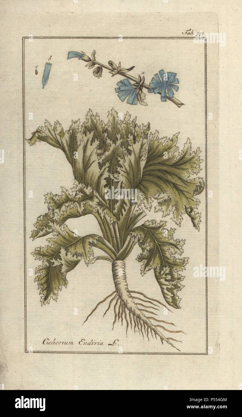 Endive, Cichorium endivia. Handcoloured copperplate botanical engraving from Johannes Zorn's 'Afbeelding der Artseny-Gewassen,' Jan Christiaan Sepp, Amsterdam, 1796. Zorn first published his illustrated medical botany in Nurnberg in 1780 with 500 plates, and a Dutch edition followed in 1796 published by J.C. Sepp with an additional 100 plates. Zorn (1739-1799) was a German pharmacist and botanist who collected medical plants from all over Europe for his 'Icones plantarum medicinalium' for apothecaries and doctors. Stock Photo