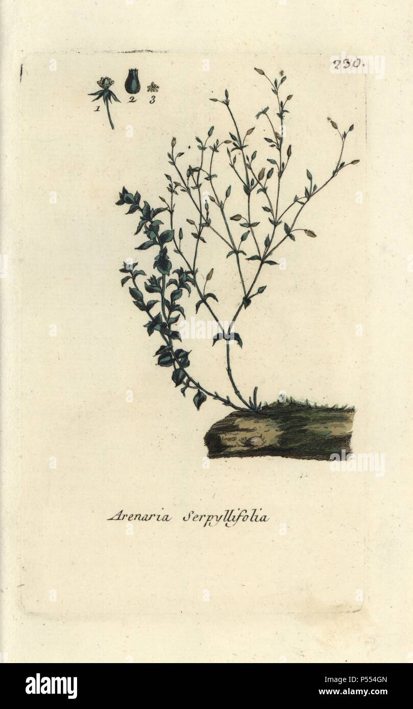 Thyme-leaved sandwort, Arenaria serpyllifolia. Handcoloured botanical drawn and engraved by Pierre Bulliard from his own 'Flora Parisiensis,' 1776, Paris, P. F. Didot. Pierre Bulliard (1752-1793) was a famous French botanist who pioneered the three-colour-plate printing technique. His introduction to the flowers of Paris included 640 plants. Stock Photo